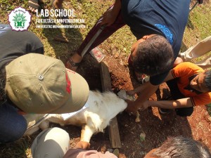 LABSCHOOL-FIPUMJ,-IDUL-ADHA,-POTONG-HEWAN-QURBAN