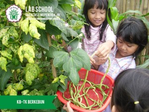 MEMETIK-KACANG-PANJANG,-PANEN,-KEGIATAN-BERKEBUN-FARMING-KB-TK-LABSCHOOL-FIPUMJ