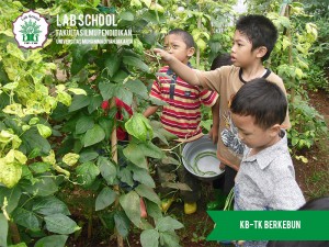 PANEN,-MEMETIK-BUAH,--KEGIATAN-BERKEBUN-FARMING-KB-TK-LABSCHOOL-FIPUMJ